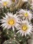 Preview: Mammillaria barbarta - Pinaleno Mountains